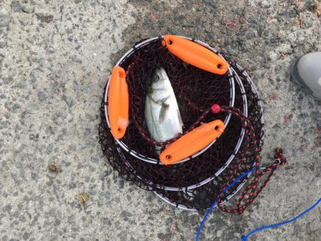 ハネ厳しいです。