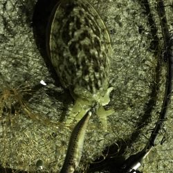 今夜もコウイカ