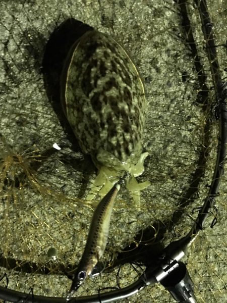 今夜もコウイカ