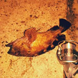 アナゴ釣りで嬉しいゲスト