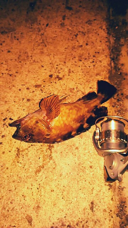 アナゴ釣りで嬉しいゲスト