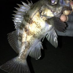 週末のアフターメバル狙い