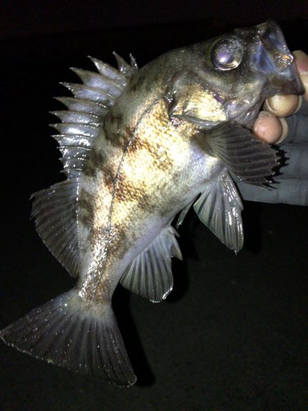 週末のアフターメバル狙い