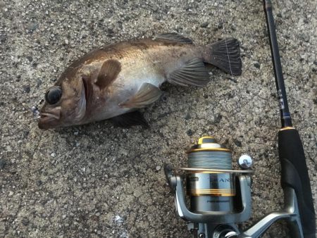 アタリは短時間