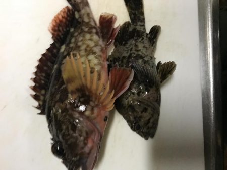 五目釣りでビッグガシラ