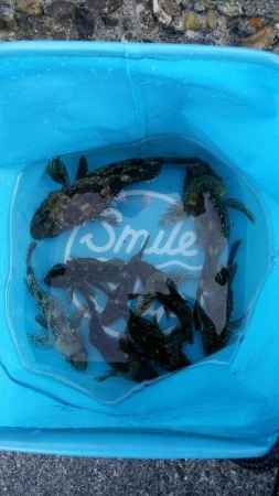 ちっこいのばっかっ！