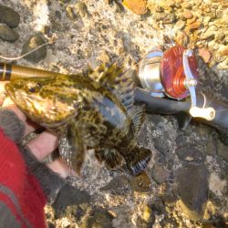 ベッコウゾイ釣果