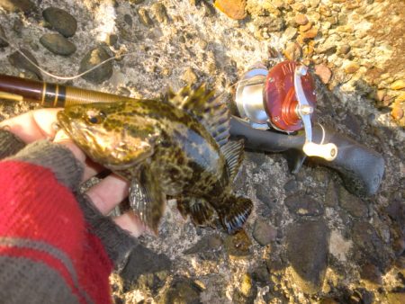 ベッコウゾイ釣果