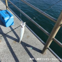 ファミリーフィッシングの釣り初