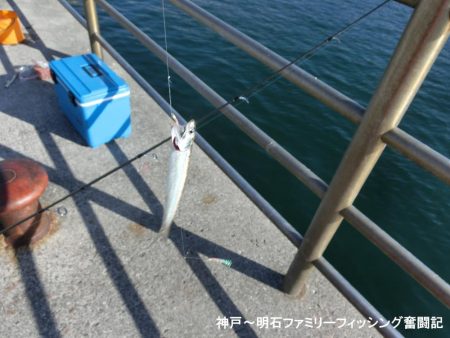 ファミリーフィッシングの釣り初