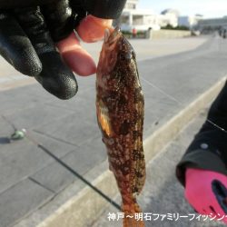 落とし込みでアイナメ狙い