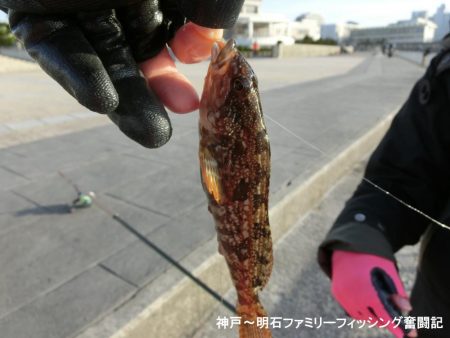 落とし込みでアイナメ狙い