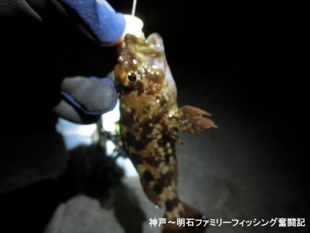 今年初のメバルは27㎝