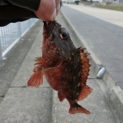 午後から根魚狙い