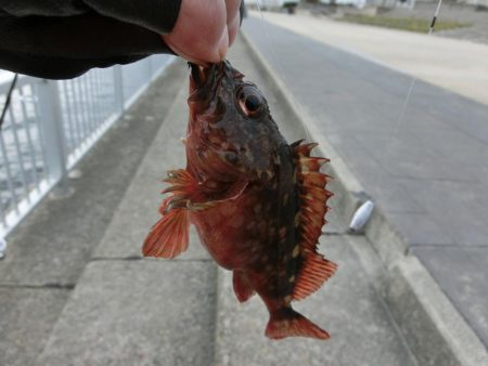 午後から根魚狙い
