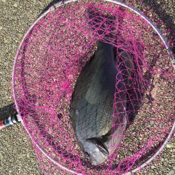 激寒期モンスターハント