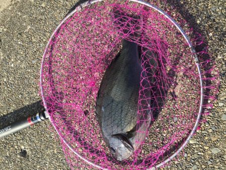 激寒期モンスターハント