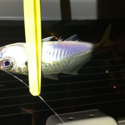 月と干潮で撃沈…からの〜