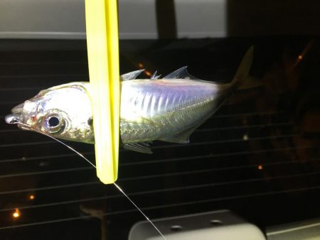 月と干潮で撃沈…からの〜