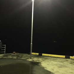 今夜もコウイカ釣り