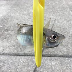 デイ・アジング