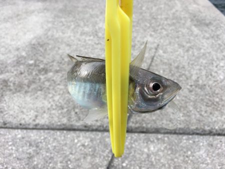 デイ・アジング