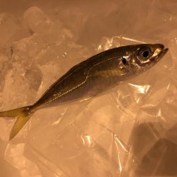 朝マヅメのアジング