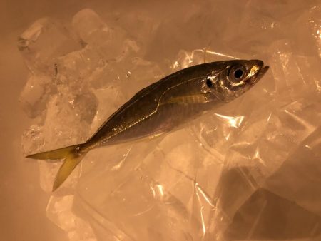 朝マヅメのアジング