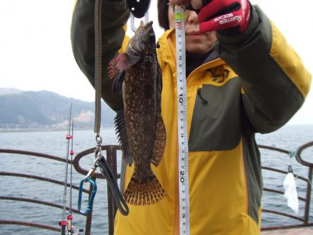 いきなりのアイナメ２３．５㎝