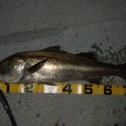 シーバス　2017大阪のランカークラス記事ピックアップ！