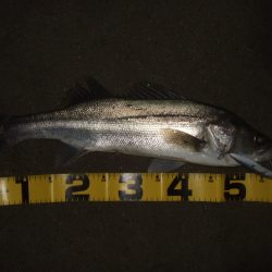 アフターシーバス