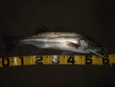 アフターシーバス