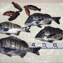 寒チヌ4枚ゲット！