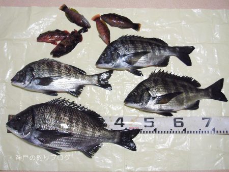 寒チヌ4枚ゲット！