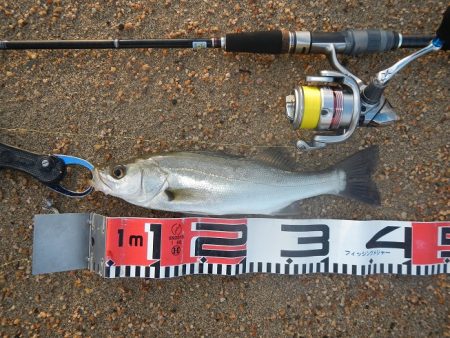 尺アジ狙いが