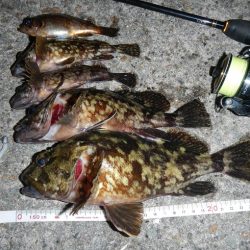 良い引きでした