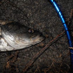 ベイトはマイクロか？。