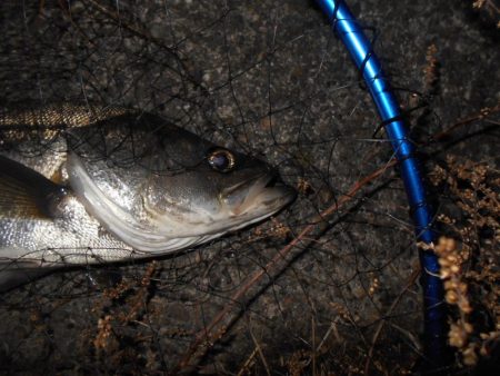 ベイトはマイクロか？。