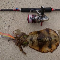 寒波明けのエギング