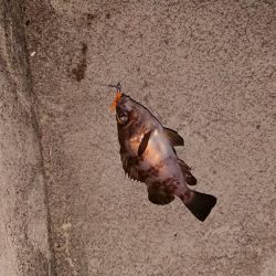 連日メバリング