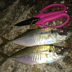 風なしのいい日でしたが…