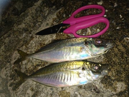 風なしのいい日でしたが…