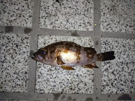 今年２回目のメバリング