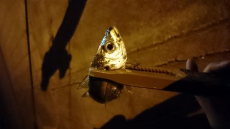 アジング釣り納め