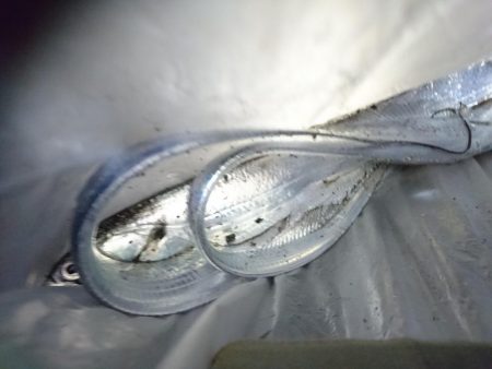 今季太刀魚完全燃焼