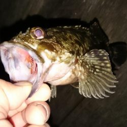 居残り太刀魚探索に