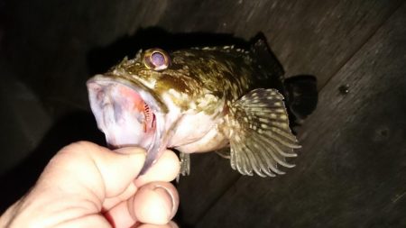 居残り太刀魚探索に