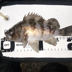 短時間メバリング