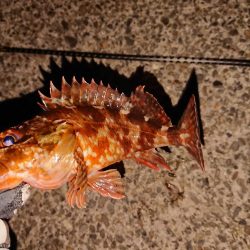 今日もヤリイカは釣れません