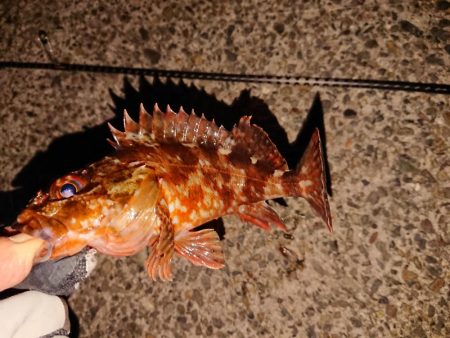 今日もヤリイカは釣れません